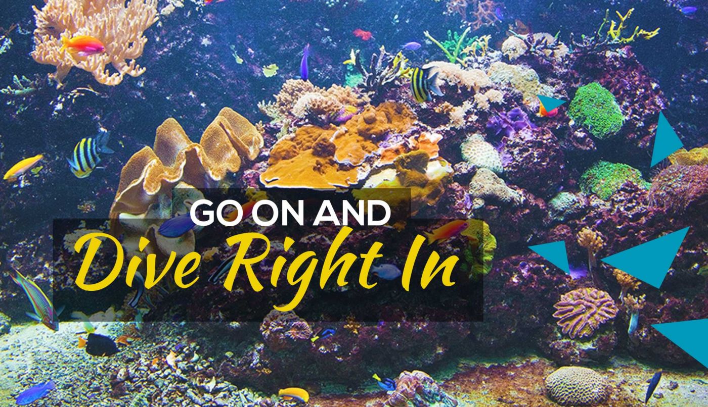 goanddivein_16x9_website_mq goanddivein_16x9_website_mq